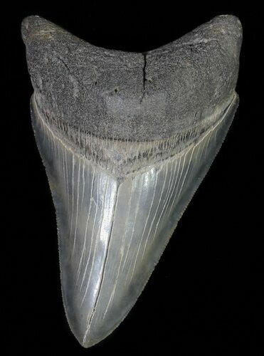Serrated, Megalodon Tooth - Glossy Enamel #66202